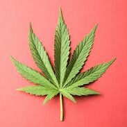 Home Grown Cannabis!